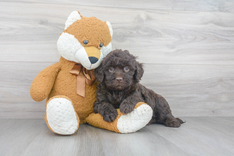 Small Mini Goldendoodle Baby