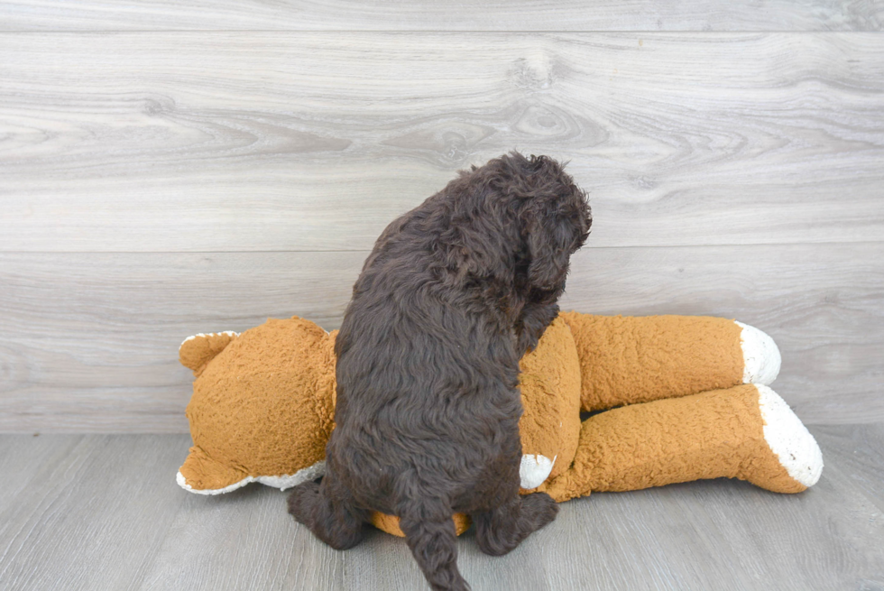 Friendly Mini Goldendoodle Baby