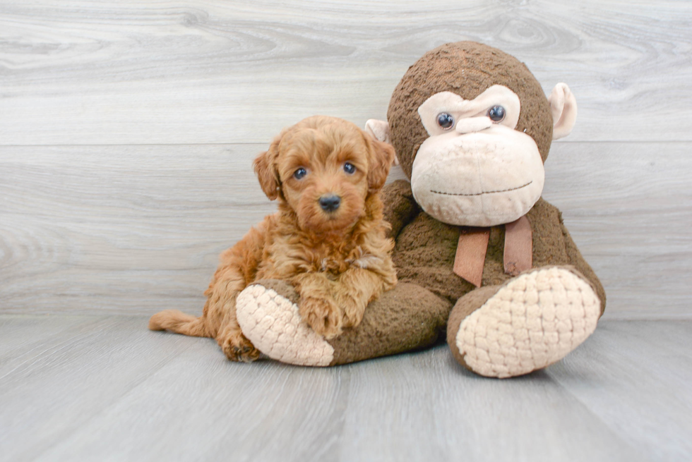 Friendly Mini Goldendoodle Baby