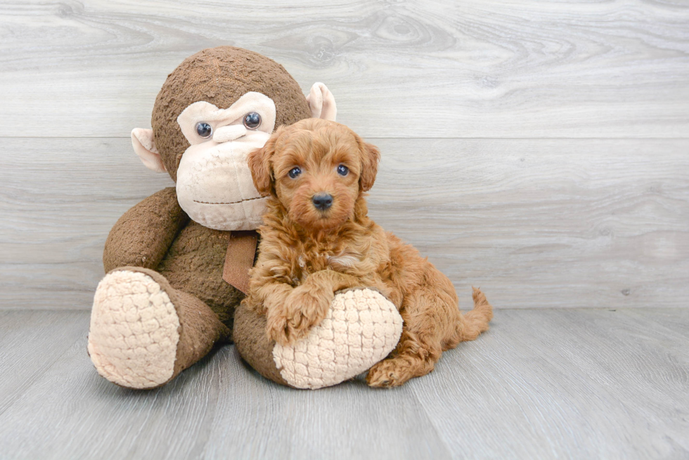 Happy Mini Goldendoodle Baby