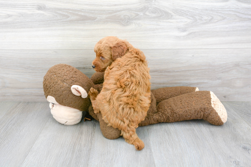 Best Mini Goldendoodle Baby