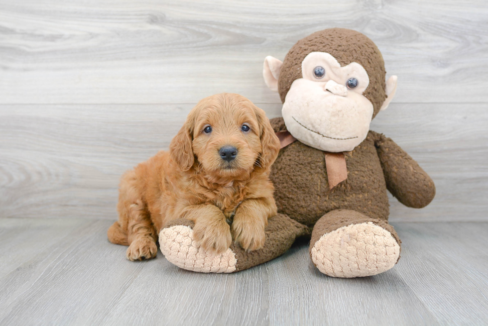 Sweet Mini Goldendoodle Baby