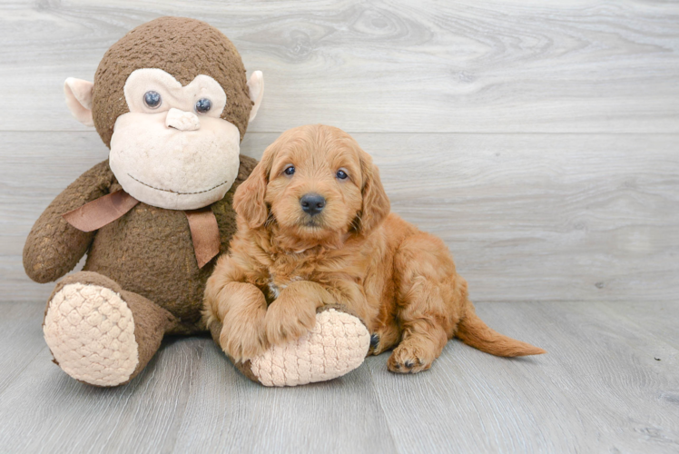 Best Mini Goldendoodle Baby