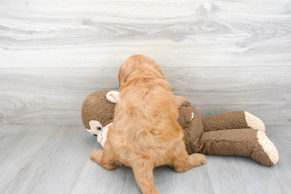 Friendly Mini Goldendoodle Baby