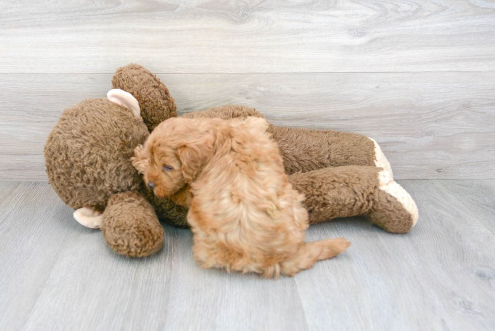 Best Mini Goldendoodle Baby