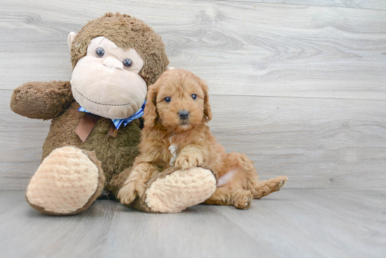 Sweet Mini Goldendoodle Baby