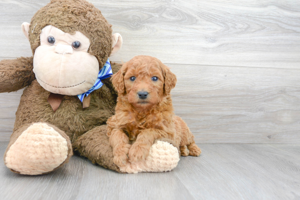 Smart Mini Goldendoodle Poodle Mix Pup