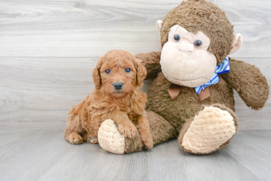 Best Mini Goldendoodle Baby