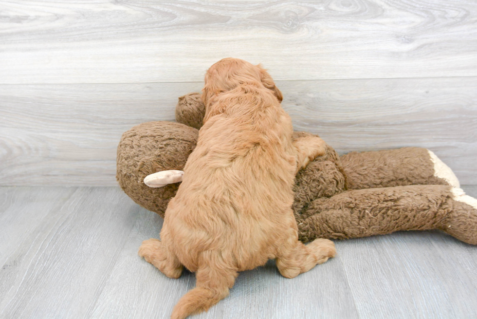 Hypoallergenic Golden Retriever Poodle Mix Puppy