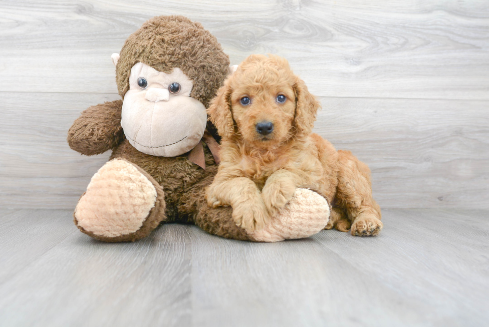 Adorable Golden Retriever Poodle Mix Puppy