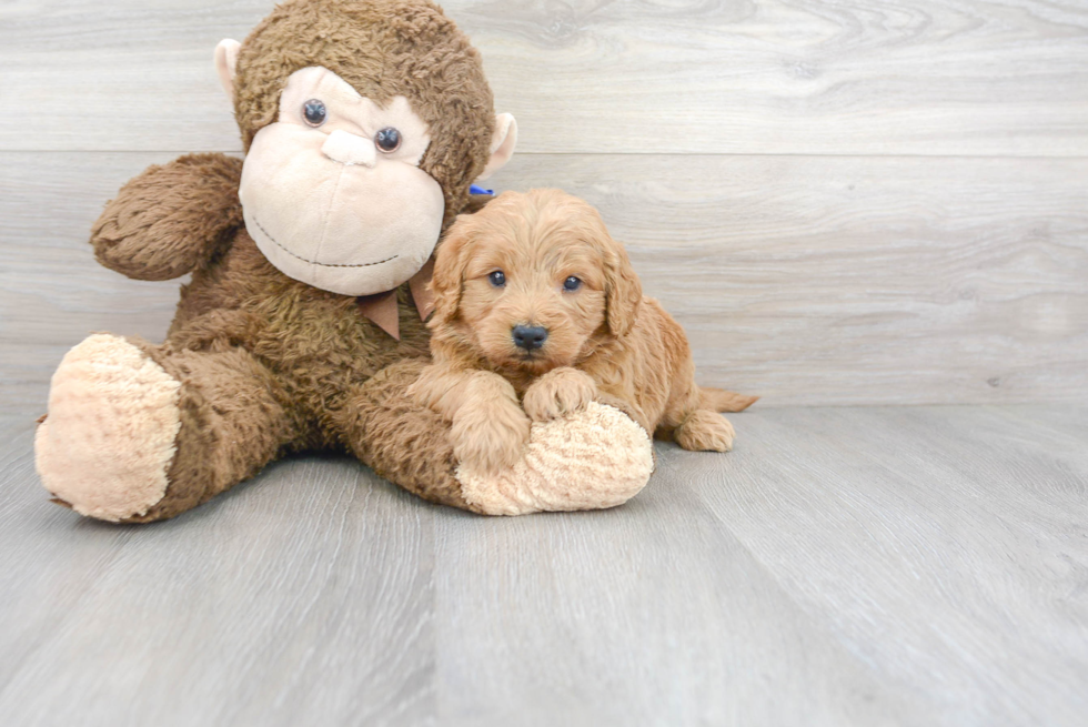 Best Mini Goldendoodle Baby