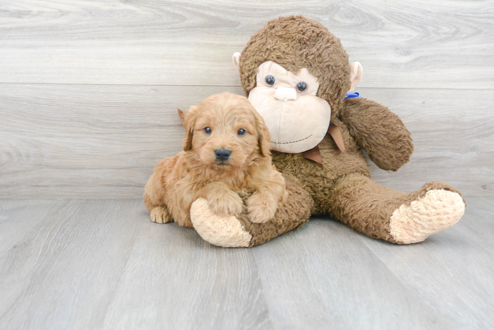 Hypoallergenic Golden Retriever Poodle Mix Puppy