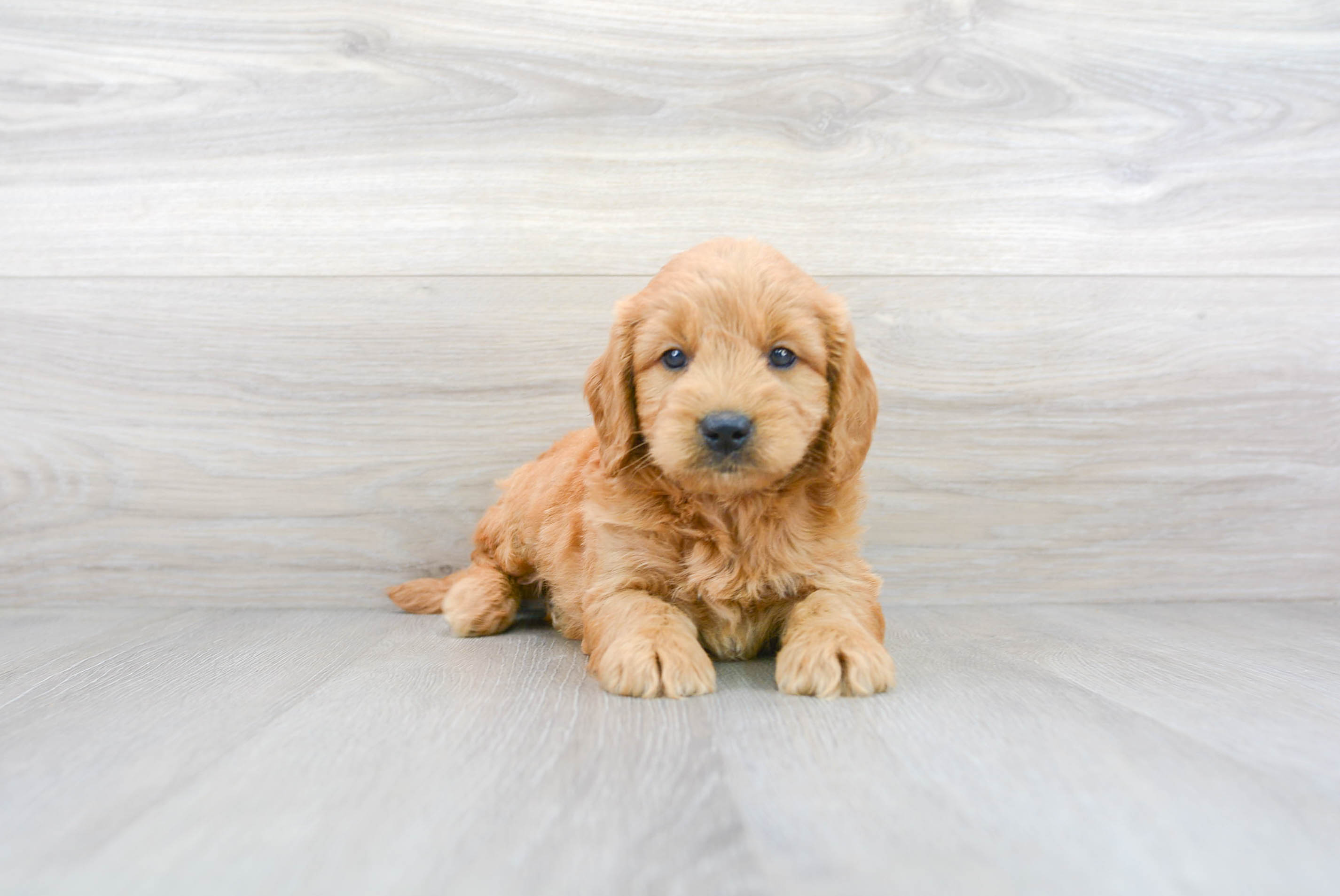 Cute Golden Retriever Poodle Mix Puppy