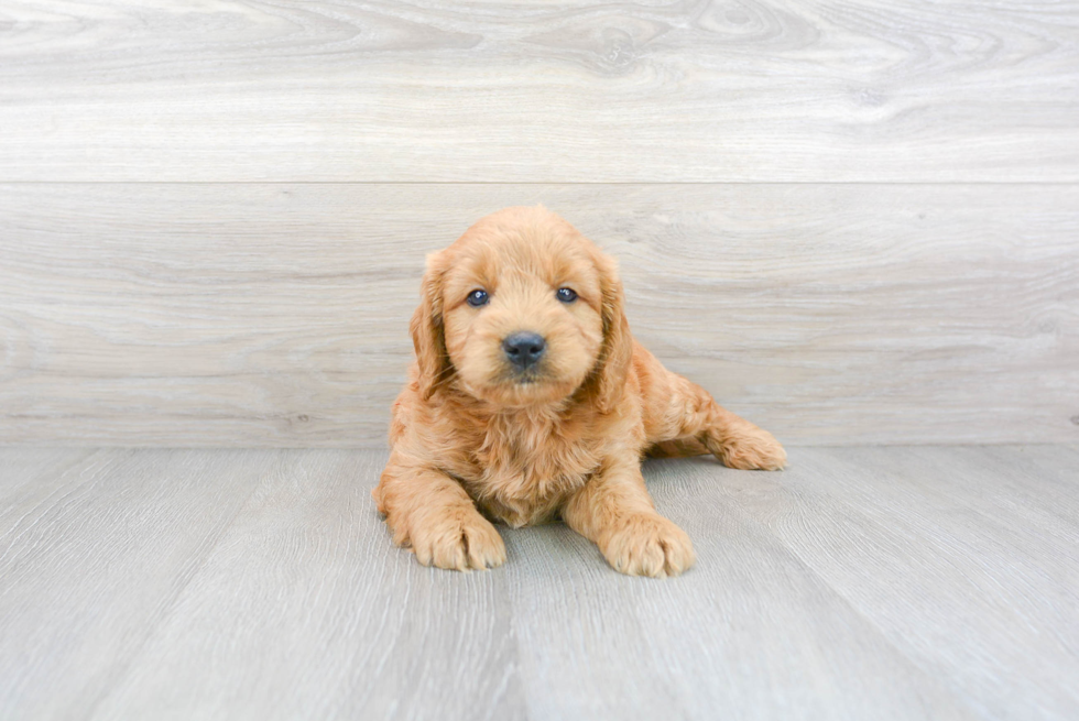 Cute Mini Goldendoodle Baby