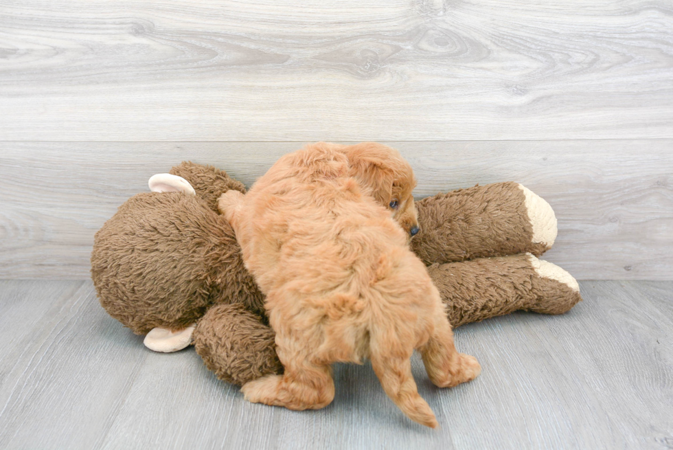 Cute Mini Goldendoodle Poodle Mix Pup