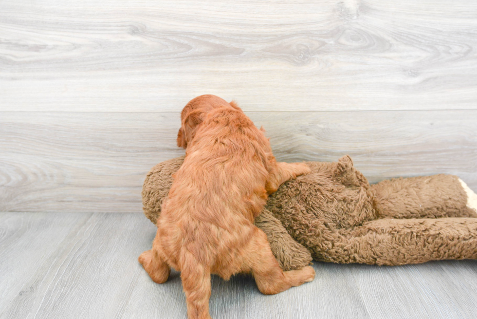 Playful Golden Retriever Poodle Mix Puppy