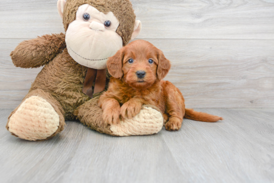 Adorable Golden Retriever Poodle Mix Puppy