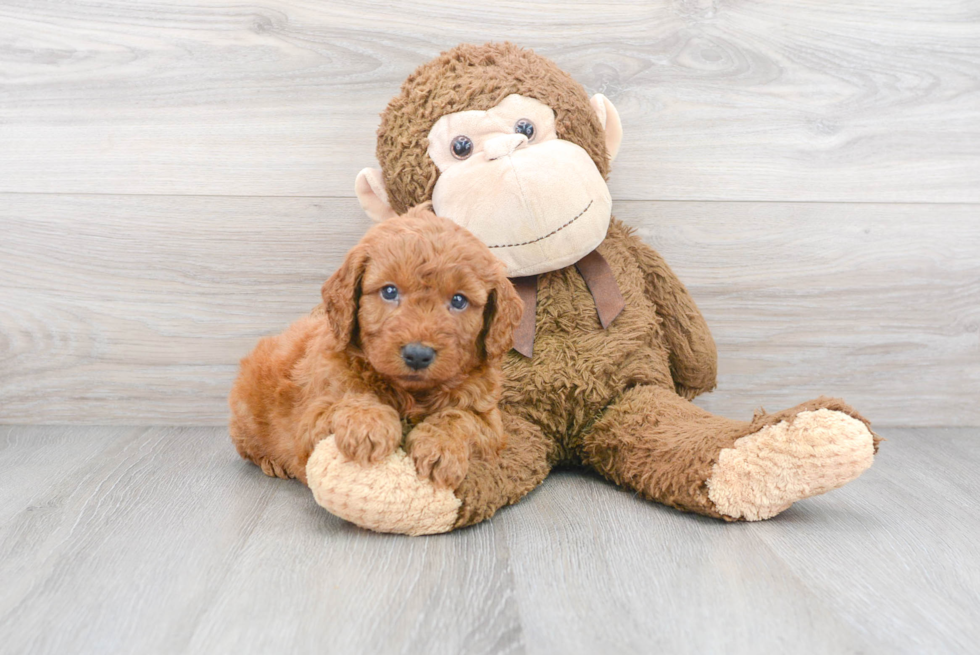 Playful Golden Retriever Poodle Mix Puppy