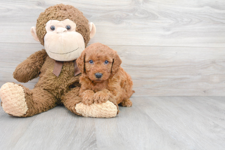 Best Mini Goldendoodle Baby