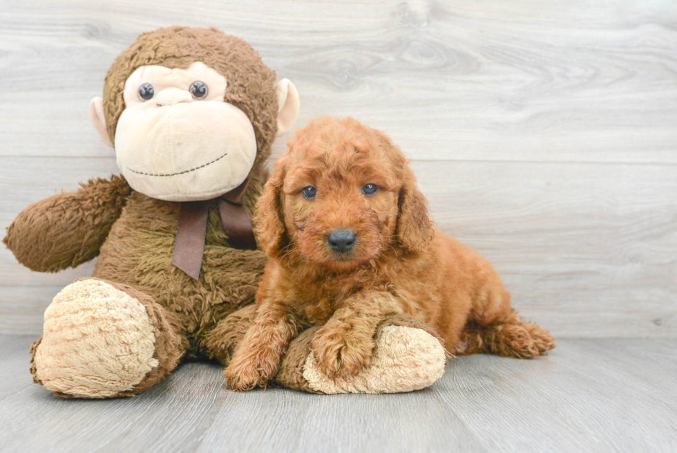 Best Mini Goldendoodle Baby