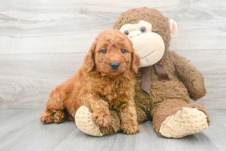 Fluffy Mini Goldendoodle Poodle Mix Pup