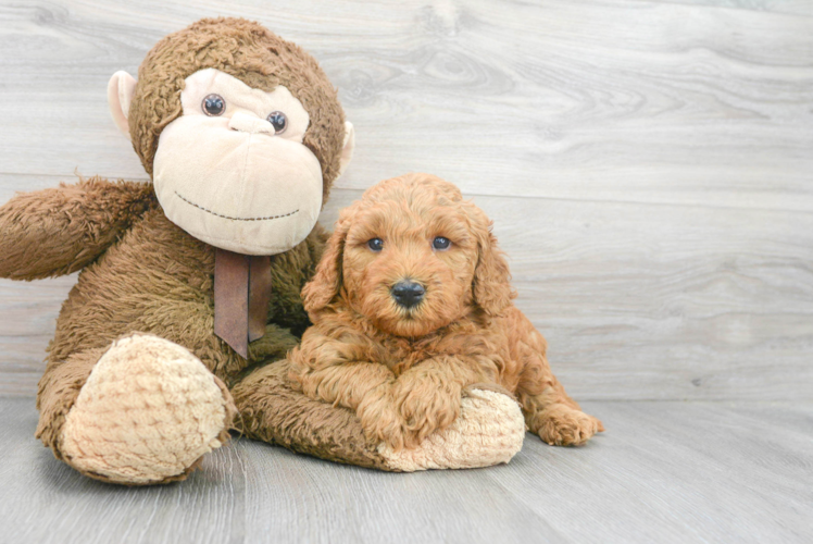 Best Mini Goldendoodle Baby