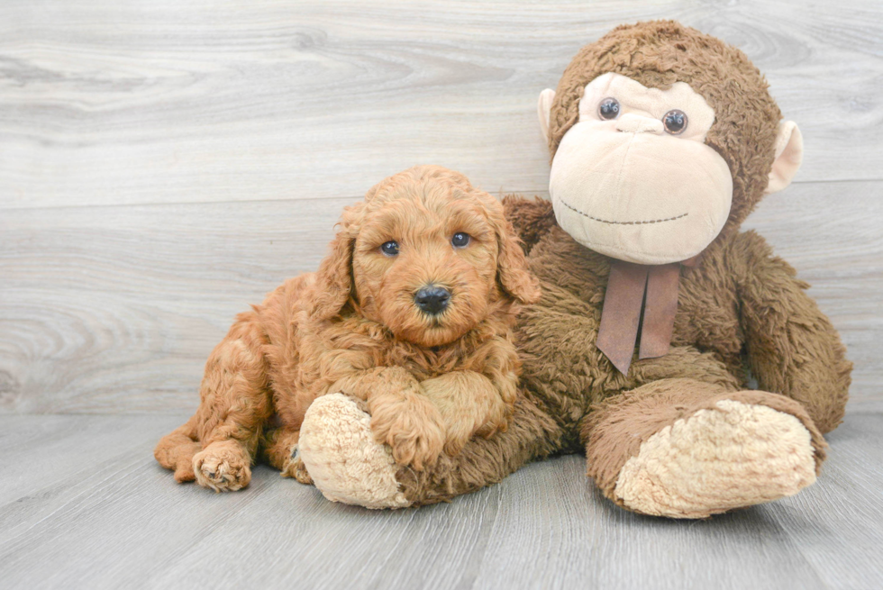 Best Mini Goldendoodle Baby