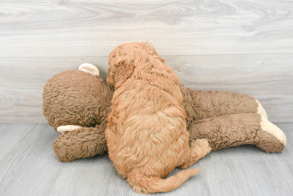 Sweet Mini Goldendoodle Baby