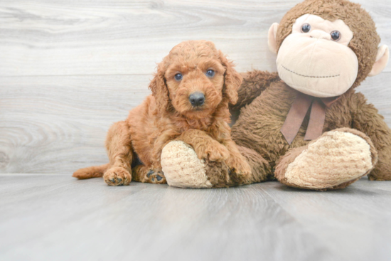 Best Mini Goldendoodle Baby