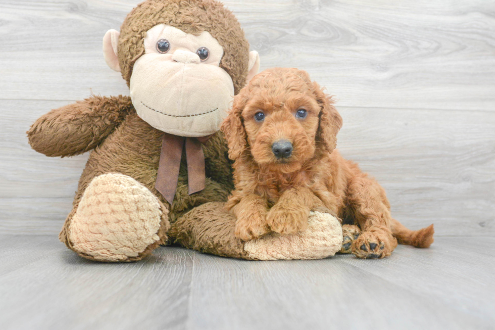 Playful Golden Retriever Poodle Mix Puppy