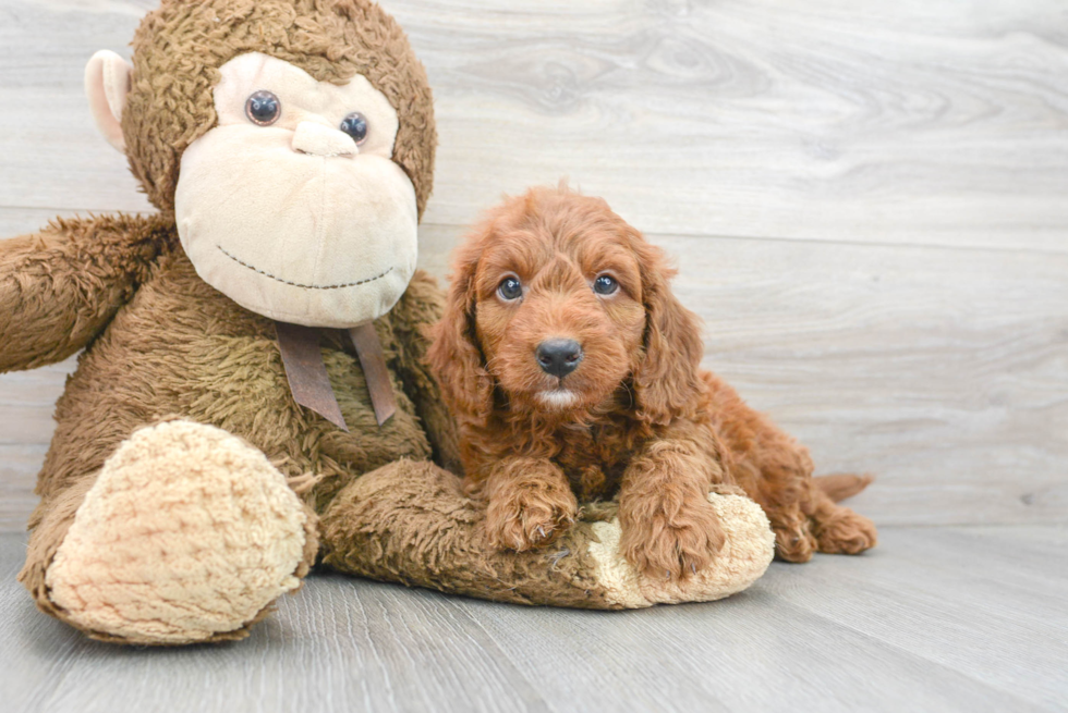 Best Mini Goldendoodle Baby