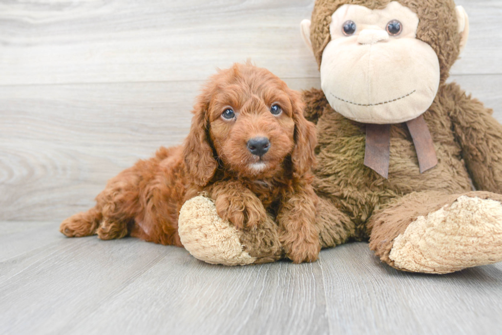 Best Mini Goldendoodle Baby