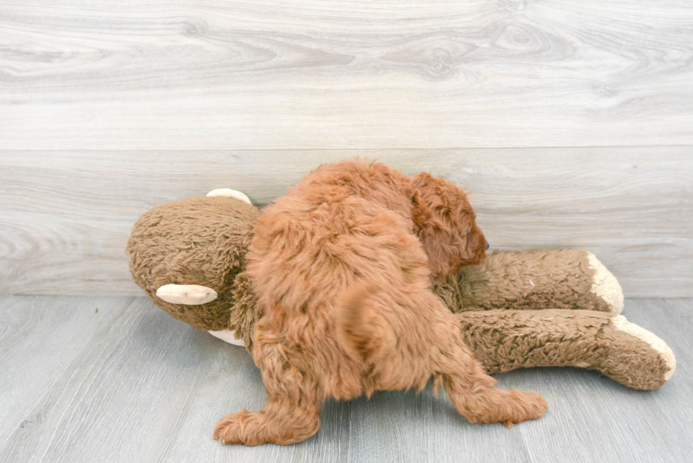 Happy Mini Goldendoodle Baby