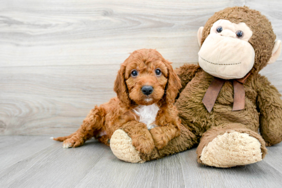 Mini Goldendoodle Pup Being Cute