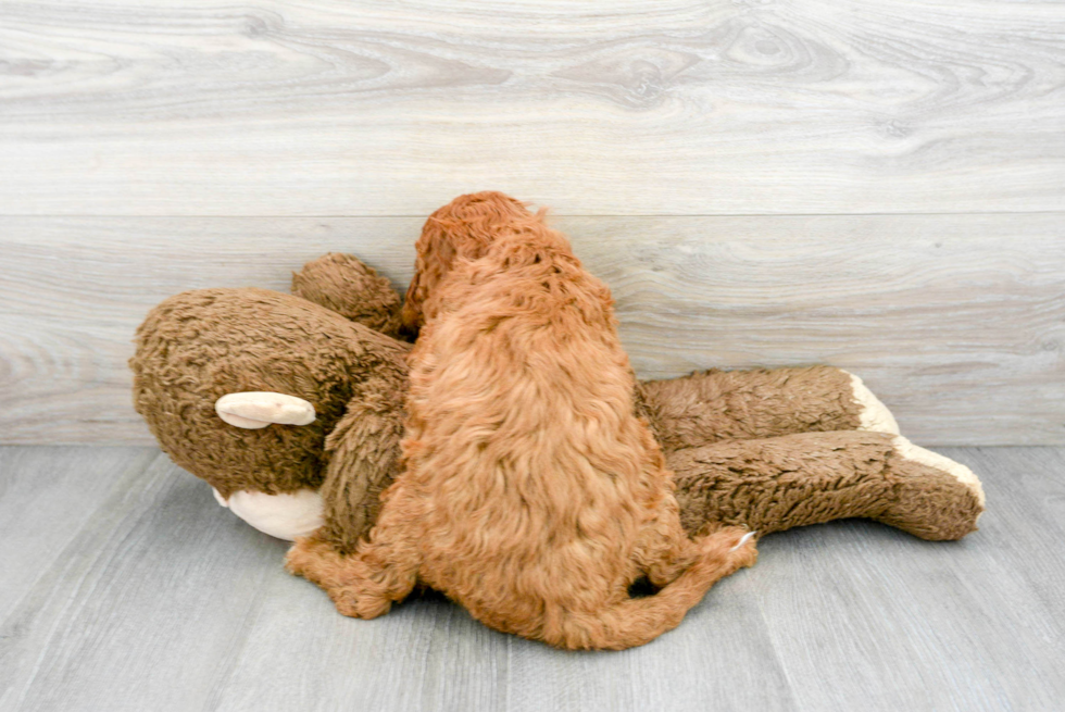 Fluffy Mini Goldendoodle Poodle Mix Pup