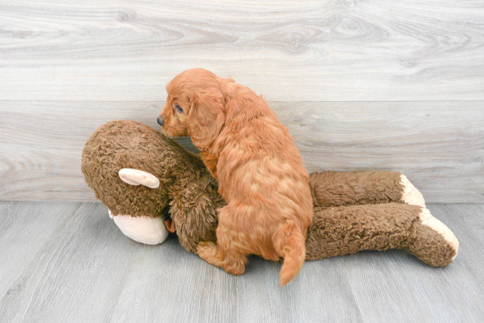 Funny Mini Goldendoodle Poodle Mix Pup