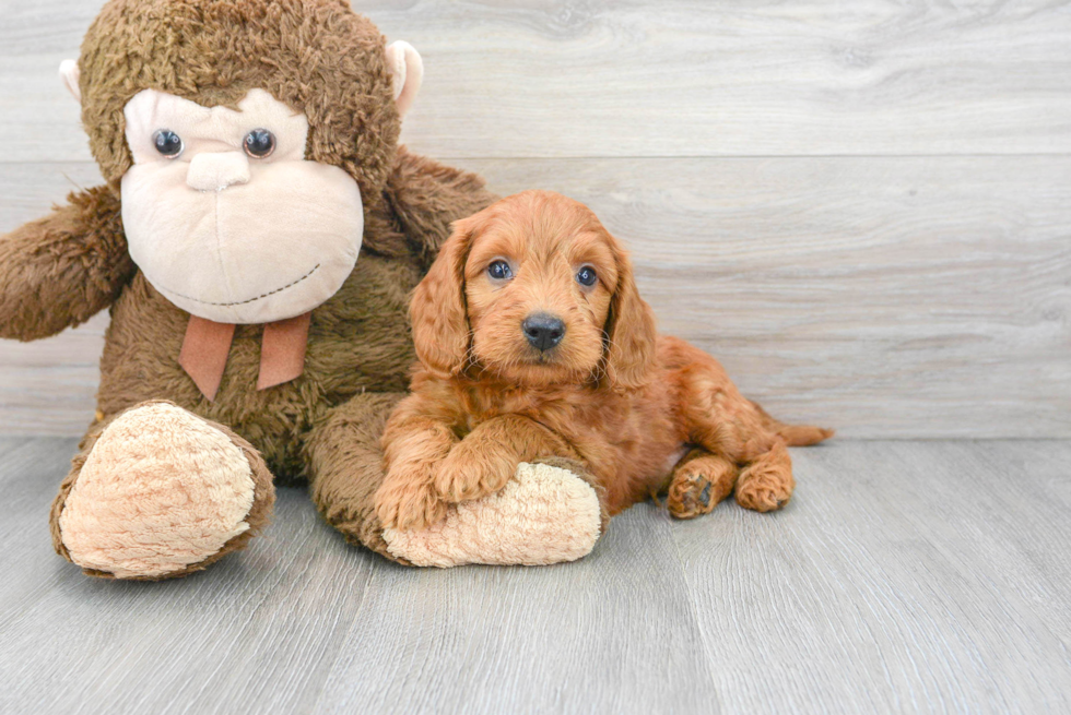 Cute Mini Goldendoodle Baby