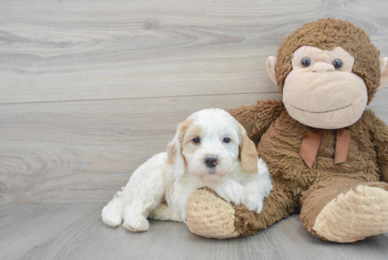 Best Mini Goldendoodle Baby