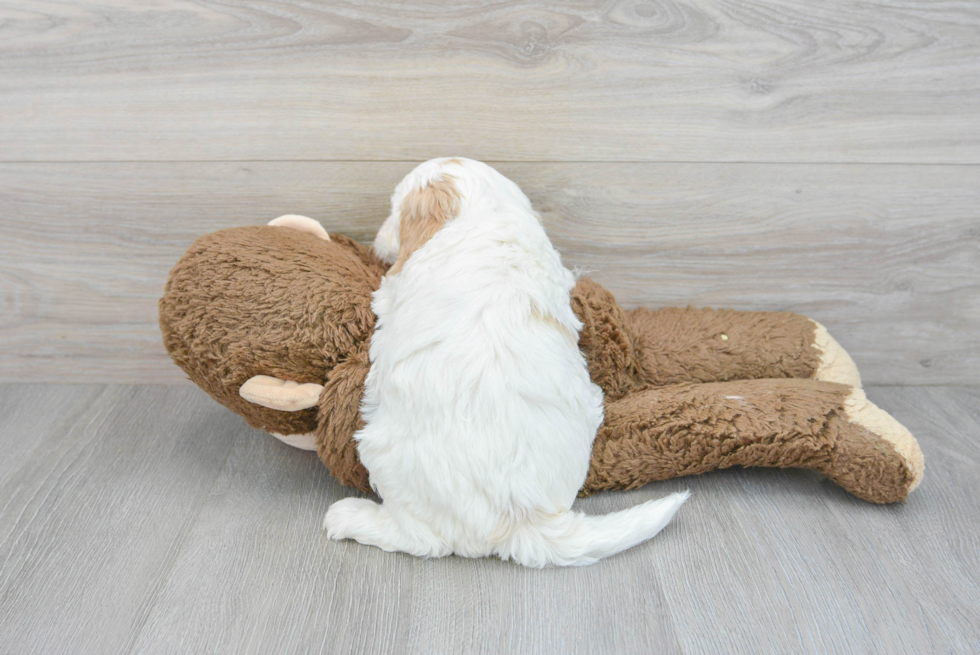 Little Golden Retriever Poodle Mix Puppy