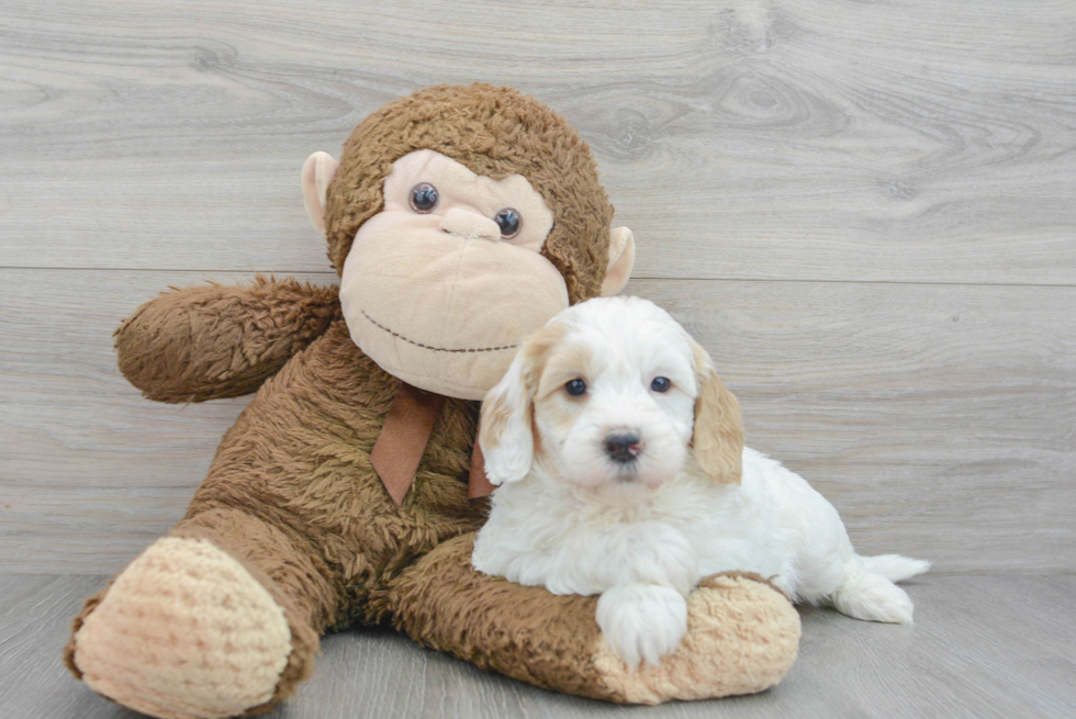 Energetic Golden Retriever Poodle Mix Puppy