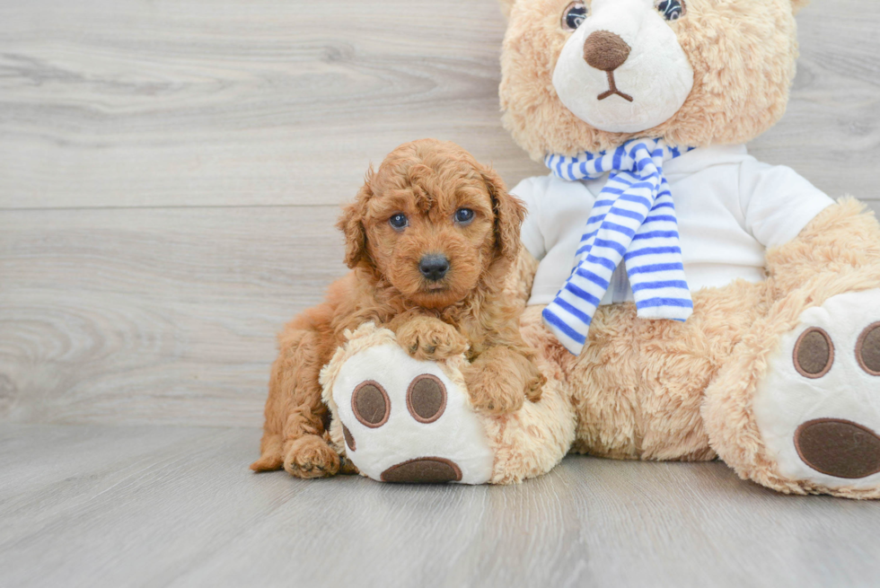 Energetic Golden Retriever Poodle Mix Puppy