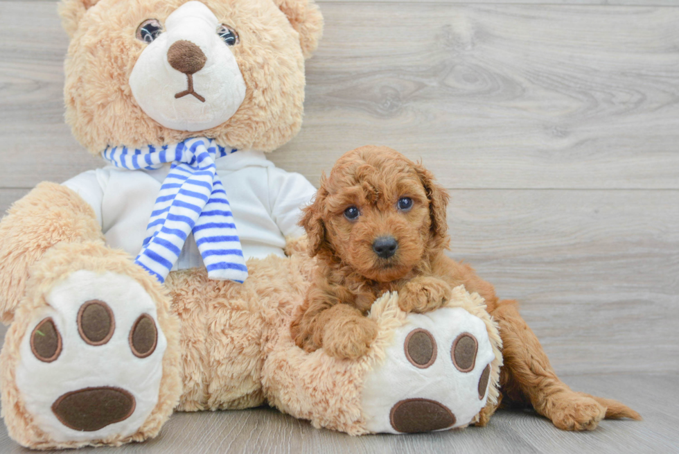 Mini Goldendoodle Puppy for Adoption