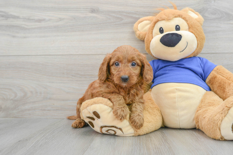 Fluffy Mini Goldendoodle Poodle Mix Pup