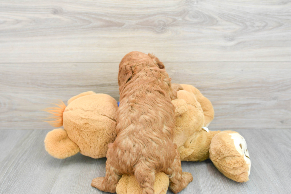 Best Mini Goldendoodle Baby