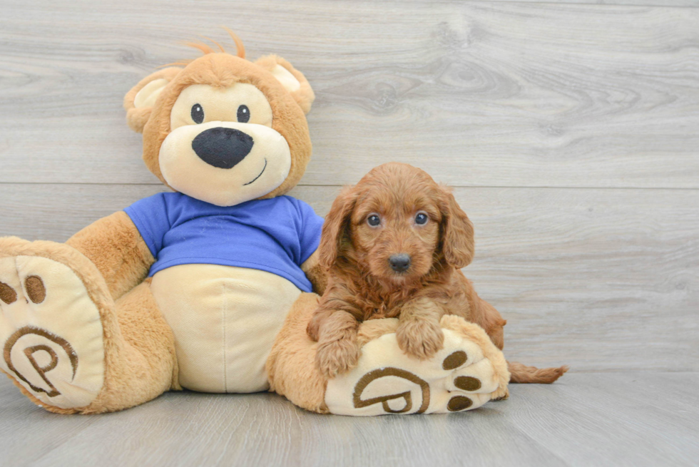 Smart Mini Goldendoodle Poodle Mix Pup