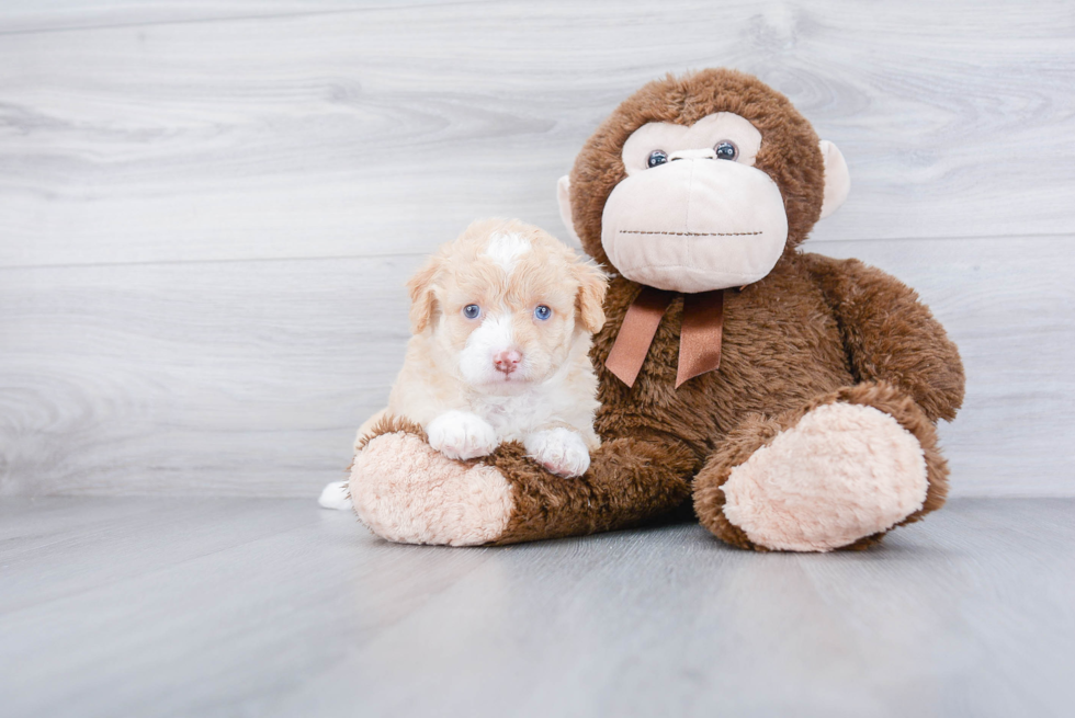 Playful Golden Retriever Poodle Mix Puppy