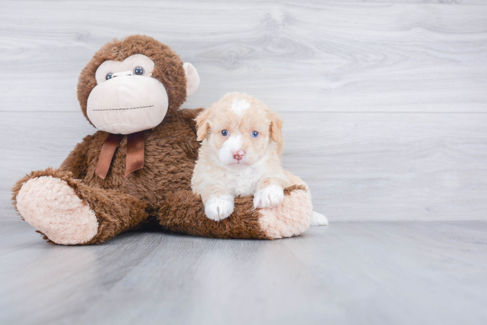 Best Mini Goldendoodle Baby