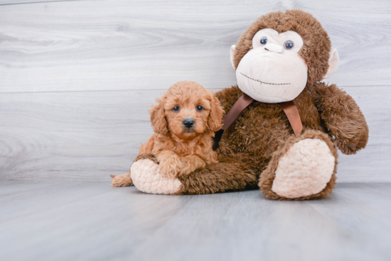 Little Golden Retriever Poodle Mix Puppy