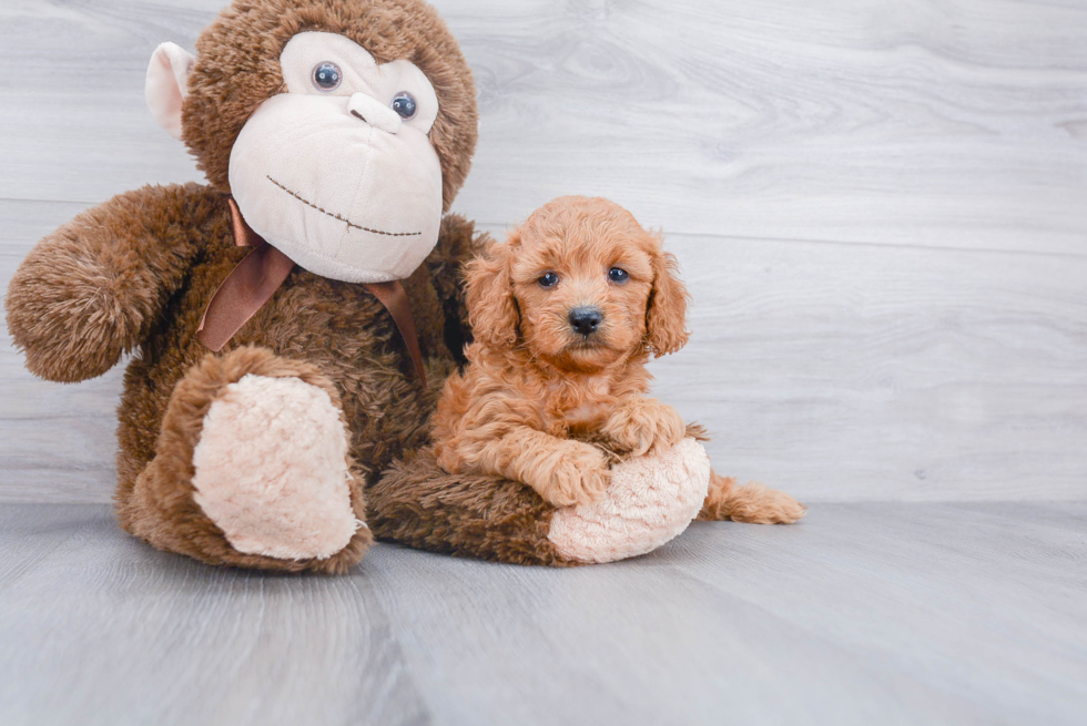 Best Mini Goldendoodle Baby