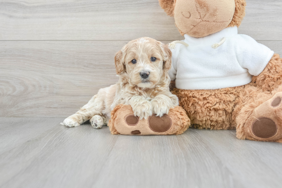 Mini Goldendoodle Puppy for Adoption